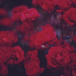 Meet your Posher, Jayden